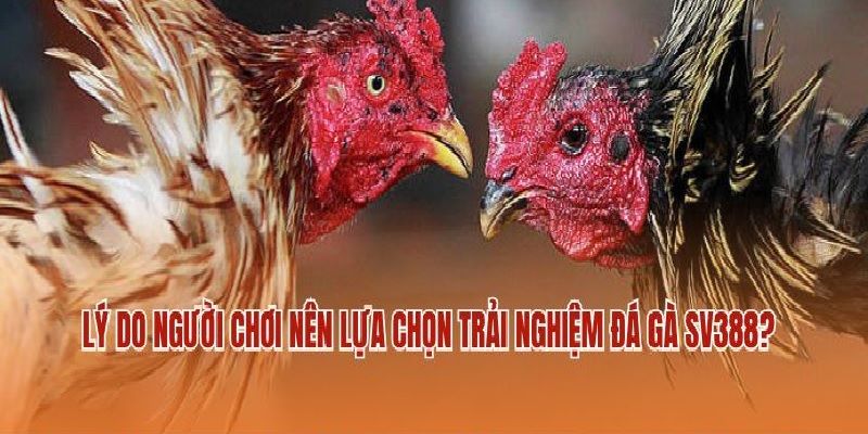 Đá Gà SV388 tại Ga6789 là sảnh cược trực tuyến hàng đầu Châu Á trong 2025