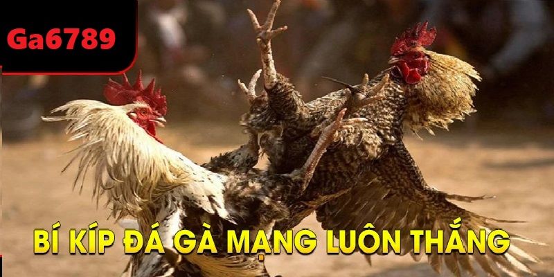 Dừng lại khi cảm thấy đủ là bí kíp chơi Đá Gà GA28 luôn dành chiến thắng
