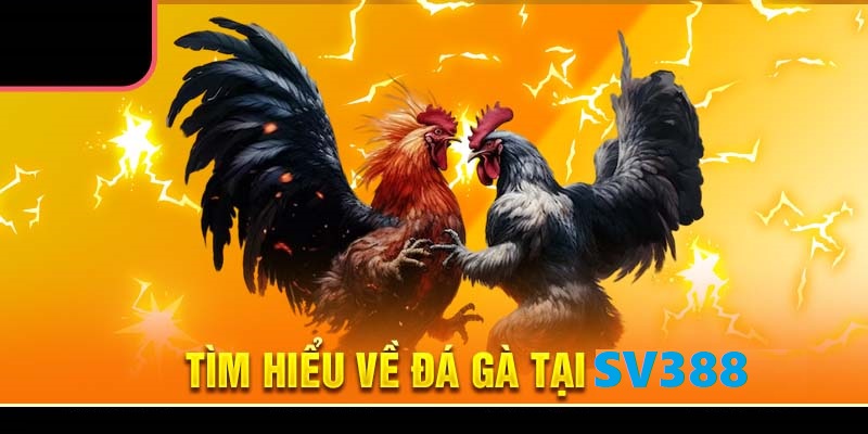 Theo dõi lịch sử thắng - thua của gà chiến là chiến thuật hiệu quả nhất
