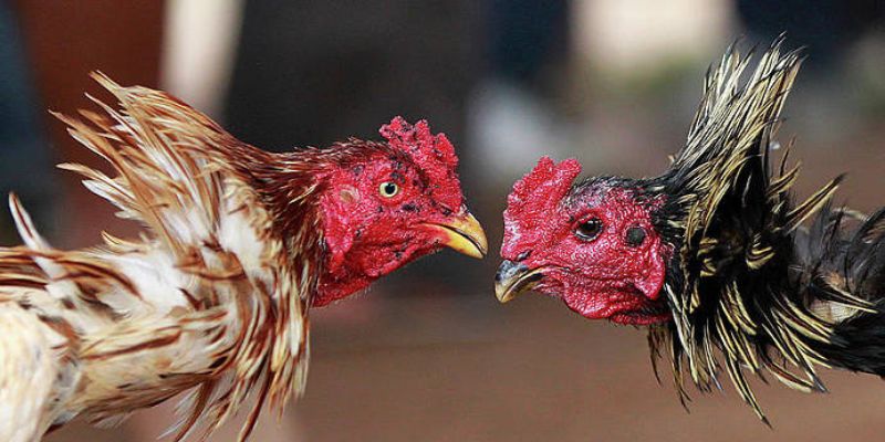 Ga6789 có danh mục trò chơi vô cùng hấp dẫn và đặc sắc