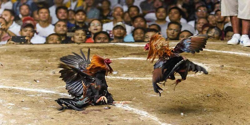 Bảo hiểm thua cược tại nhà cái Ga6789 cực kỳ uy tín khi vận hành